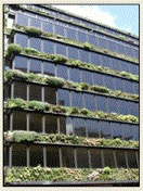 Paroi verticale végétalisée