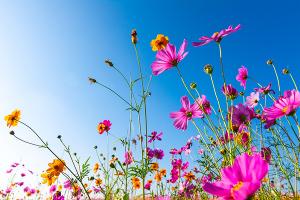 Concours «Uccle en Fleurs»