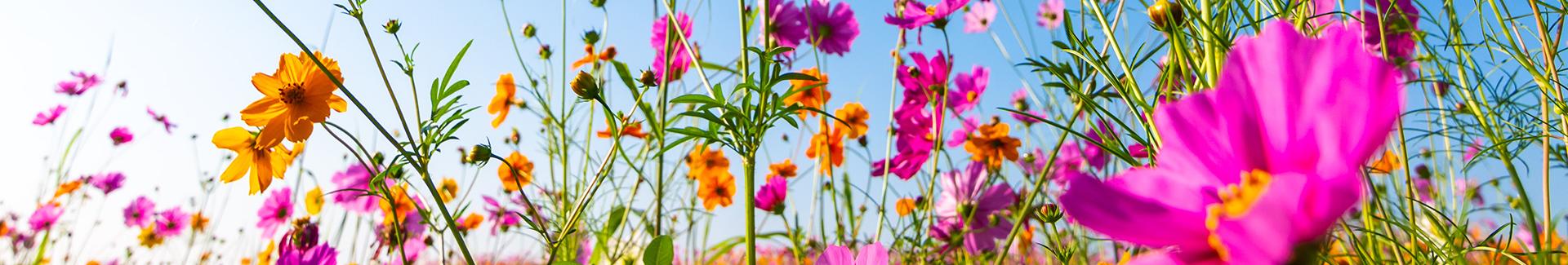 Uccle en Fleurs