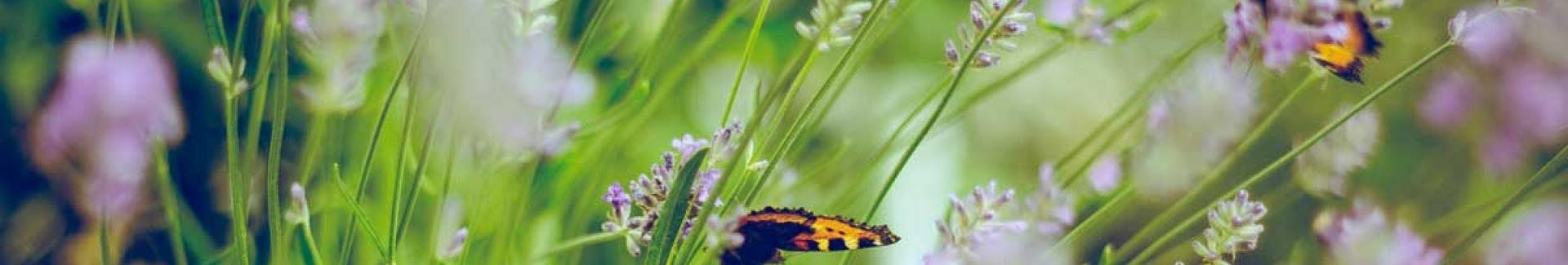 Natuur in de tuin - Natuurnetwerk