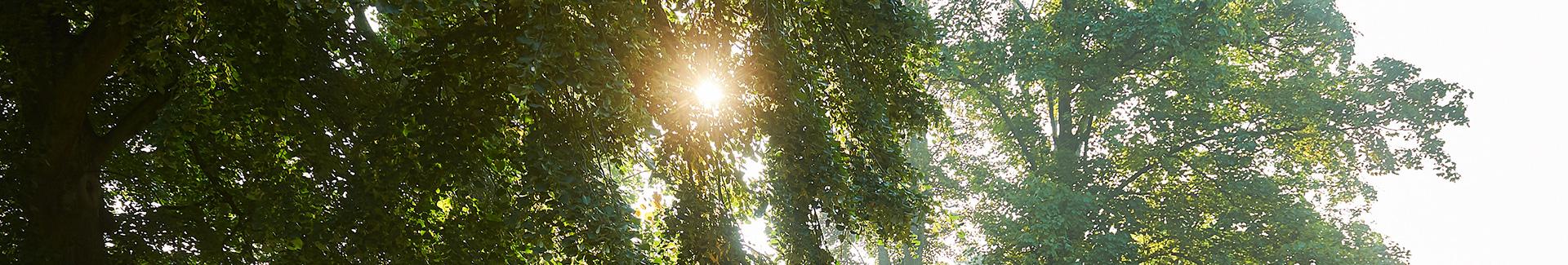Bannière de la page Environnement - Rai de soleil dans les arbres