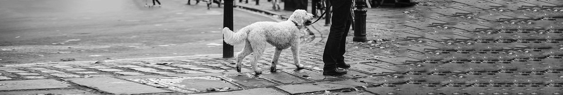 Animaux et propreté publique